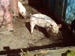 020423_pigglies.jpg