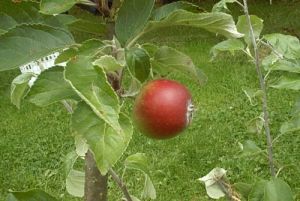 020710_apple.jpg