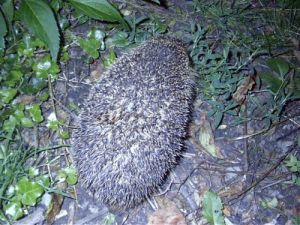 020730_hedgehog.jpg