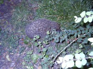 020730_hedgehog2.jpg