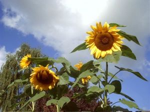 020920_sunflowers.jpg