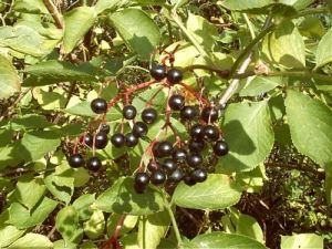 021029_berries.jpg