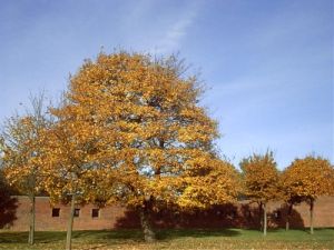 021029_tree.jpg