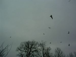 030305_birds.jpg