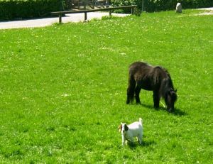 030527_horsengoat.jpg