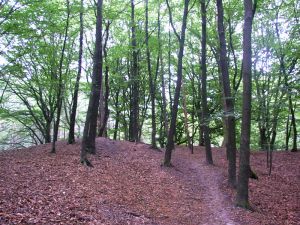 0307xx_vacat_14forest.jpg