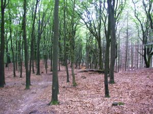 0307xx_vacat_16forestpath.jpg