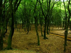 0307xx_vacat_19forestpath.jpg