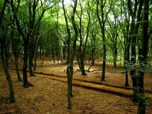 0307xx_vacat_20forestpath.jpg