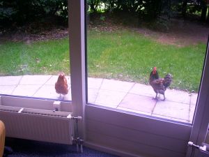 0307xx_vacat_27chickens.jpg