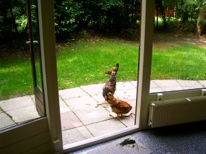 0307xx_vacat_37chickensdoor.jpg