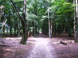 0307xx_vacat_41forest.jpg