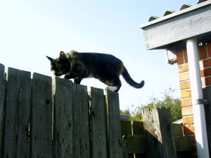 030920_cat2_walkingtheplank.jpg