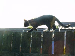 030920_cat3_walkingtheplank2.jpg