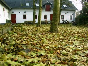 031107_leaves.jpg