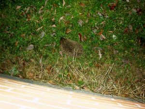 031117_hedgehog.jpg