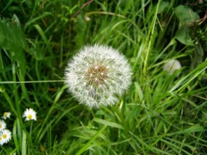 040607_dandelion.jpg