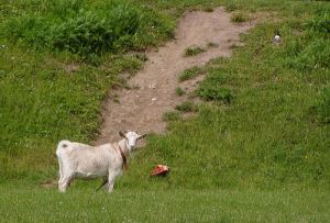 040609_goat.jpg