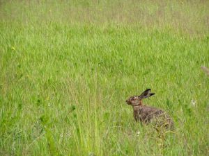 040611_bunnyhare1small.jpg