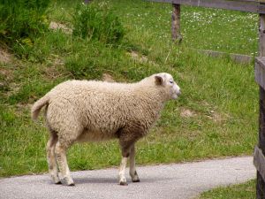 040614_sheep.jpg