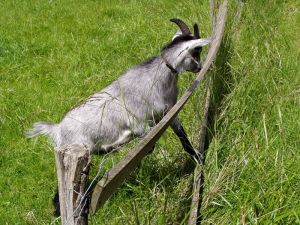 040616_goatfence.jpg