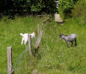 040616_goatfenced.jpg