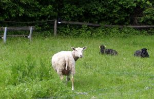 040616_sheep1.jpg