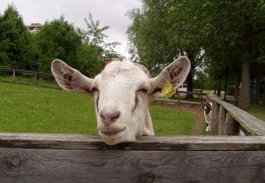 040618_goatpoke.jpg