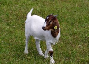 040622_goat.jpg