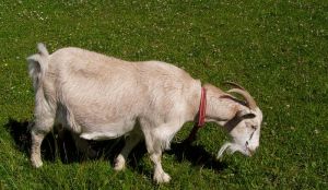 040705_mothergoat.jpg