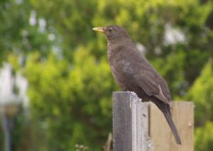 040801_birdie1.jpg