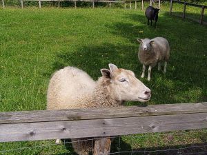 040811_sheep.jpg