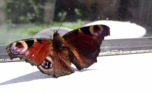 040825_butterfly.jpg