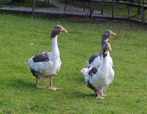 040825_geese.jpg