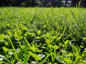 040921_grass.jpg