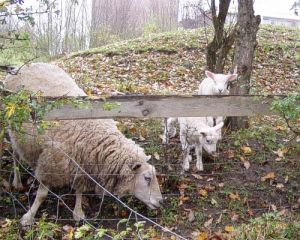 041029_sheepies1.jpg