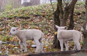 041029_sheepies2.jpg