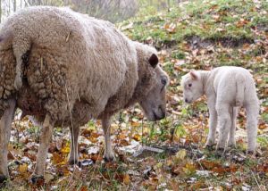 041029_sheepies4.jpg