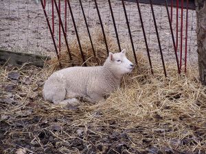 041125_lamb1.jpg