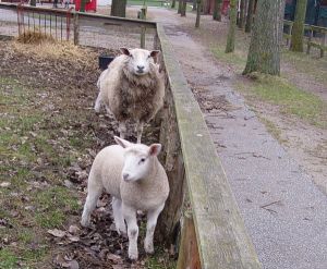 041125_lamb2.jpg