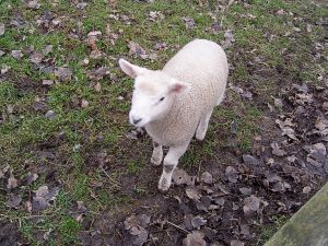 041125_lamb3.jpg