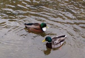 041130_ducks.jpg