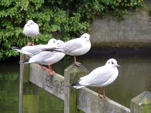 041130_gulls1.jpg