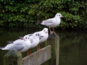 041130_gulls2.jpg