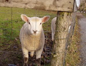 041202_lamb1.jpg