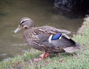 041213_duck.jpg