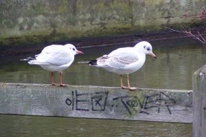 041213_gulls.jpg