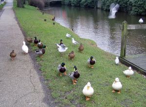 041214_armyofducks.jpg