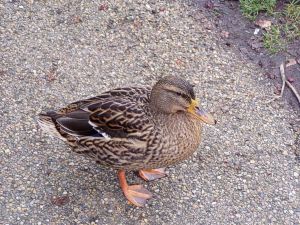 041214_duck.jpg