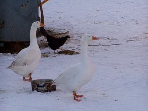 041229_geese.jpg